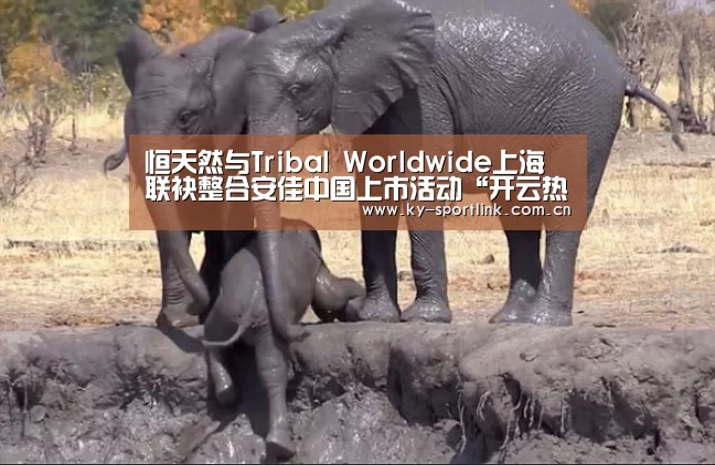 恒天然与Tribal Worldwide上海联袂整合安佳中国上市活动“开云热门赛事”(图3) 开云体育官网