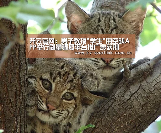 开云体育官网